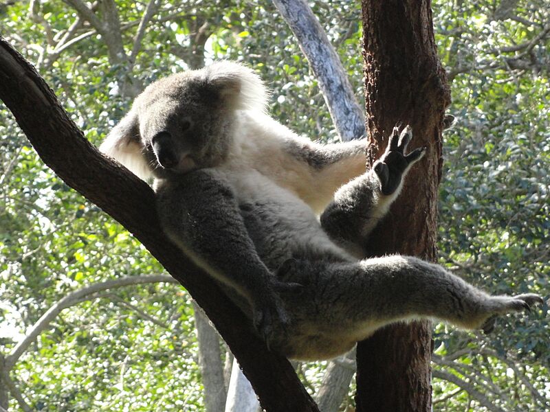 Taronga Zoo (10759288145)