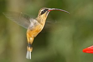 Tawny-bellied Hermit (Phaethornis syrmatophorus).jpg