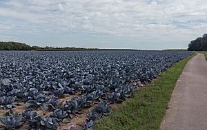 Tussen Finningen en Mörslingen, veld met rode kolen foto9 2016-08-03 15.25