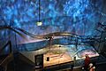 Tylosaurus rex holotype