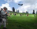 US soldiers with cows in Kunar Province of Afghanistan