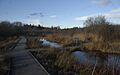 Wetlands area at Foxglove Covert
