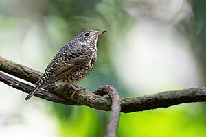 White-throated Rock-Thrush (female) 0A2A9337.jpg