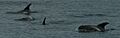 White beaked dolphin