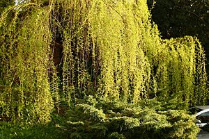 Willow tree in spring, England