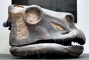 Yale Peabody Apatosaurus skull sculpt