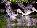 Young brown pelicans fishing