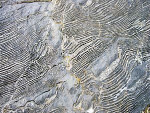Zebra limestone (Antelope Valley Limestone, Middle Ordovician; Meiklejohn Peak, near Beatty, Nevada, USA) 3.jpg