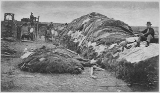 "Rath & Wright's buffalo hide yard in 1878, showing 40,000 buffalo hides, Dodge City, Kansas." - NARA - 520093