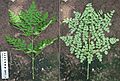 2011.06-382-550,551 Drumstick tree(Moringa oleifera),lf,e-s greenhouse Radix Serre@Wageningen University,NL fri24jun2011