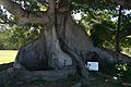 300-year-old Ceiba Tree in Isabel II, Vieques, Puerto Rico