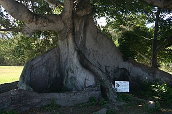300-year-old Ceiba Tree in Isabel II, Vieques, Puerto Rico