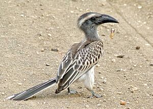 African Grey Hornbill (Tockus nasutus) (6032628186), crop