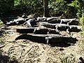 American Alligator Brevard Zoo