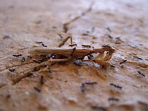 Ants' Social Ethology