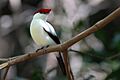 Araripe Manakin (1)