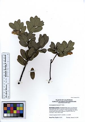 Arctostaphylos hooveri (5574642740).jpg