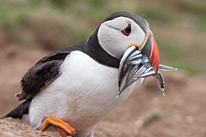 Atlantic puffin with fish