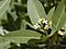 Avicennia germinans-flowers2.jpg