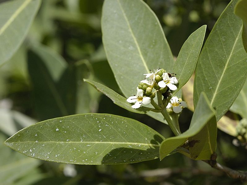 Avicennia germinans-flowers2