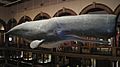 BPBishopMuseum-spermwhale-skinside