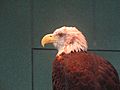 Bald eagle named "Liberty" in Charleston, SC IMG 4606