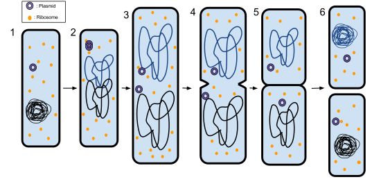 Binary fission in a prokaryote  1. The bacterium before binary fission is when the DNA is tightly coiled. 2. The DNA of the bacterium has replicated. 3. The DNA is pulled to the separate poles of the bacterium as it increases size to prepare for splitting. 4. The growth of a new cell wall begins to separate the bacterium. 5. The new cell wall fully develops, resulting in the complete split of the bacterium. 6. The new daughter cells have tightly coiled DNA, ribosomes, and plasmids.