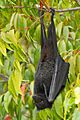 Black Flying Fox - Pteropus alecto - (IMG 4883)