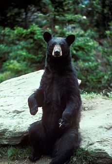 Black bear large