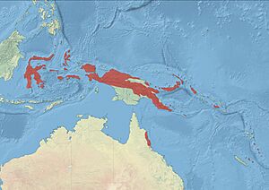 Blue-faced Parrotfinch Distribution.jpg