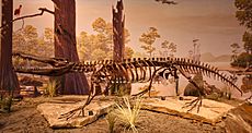 Borealosuchus skeleton cast