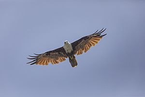 Brahminy kite (Haliastur indus) - Indonesia 14