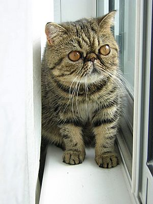 Brown Exotic Shorthair Kitten.jpg
