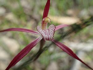 Caladenia footeana labellum