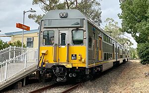 Carlingford Line- Telopea (cropped)