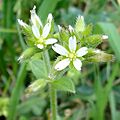Cerastium glomeratum1