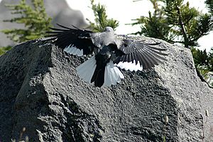 Clark's Nutcracker with wings out, landing on a rock