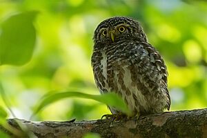 Collared Owlet - Bajoon, Uttarakhand, India (15143482586)