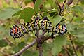 Colophospermum mopane 50D 0486