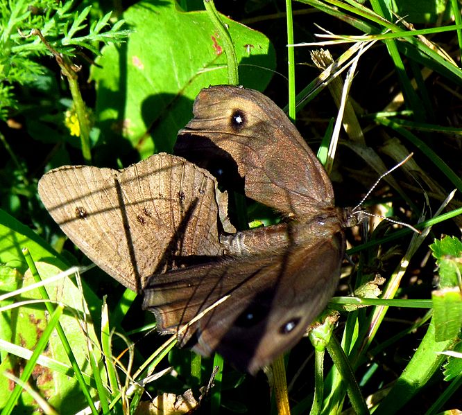 Common Wood-nymphs mating