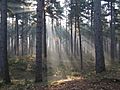 Crepuscular rays in the woods of Kasterlee, Belgium