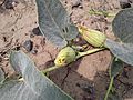 Cucurbita foetidissima (Buffalo Gourd) H2H392H82
