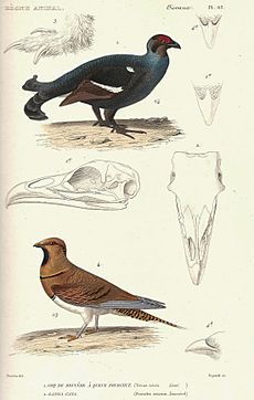 Cuvier-63-Coq de bruyère et Ganga cata