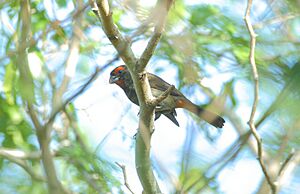 DR Greater Antillean Bullfinch.jpg