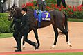 Deep Impact(horse) 20051023