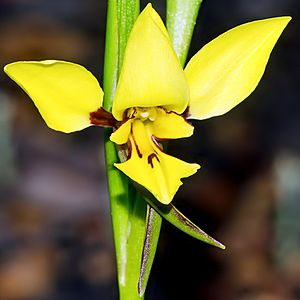 Diuris setacea - Bristly donkey orchid (8035569990) - cropped.jpg