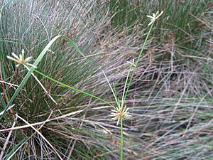 Doesn't look like other Isolepis (4243401389).jpg