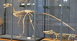 Dromaeosaurus skeleton