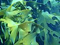 Durvillaea potatorum Bull kelp P2153881