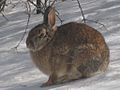 Eastern Cottontail rabbit, Rideau River
